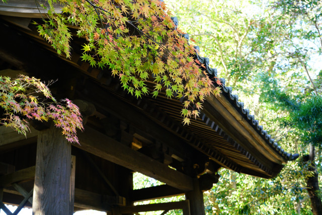 古都・鎌倉で巡る五山探訪